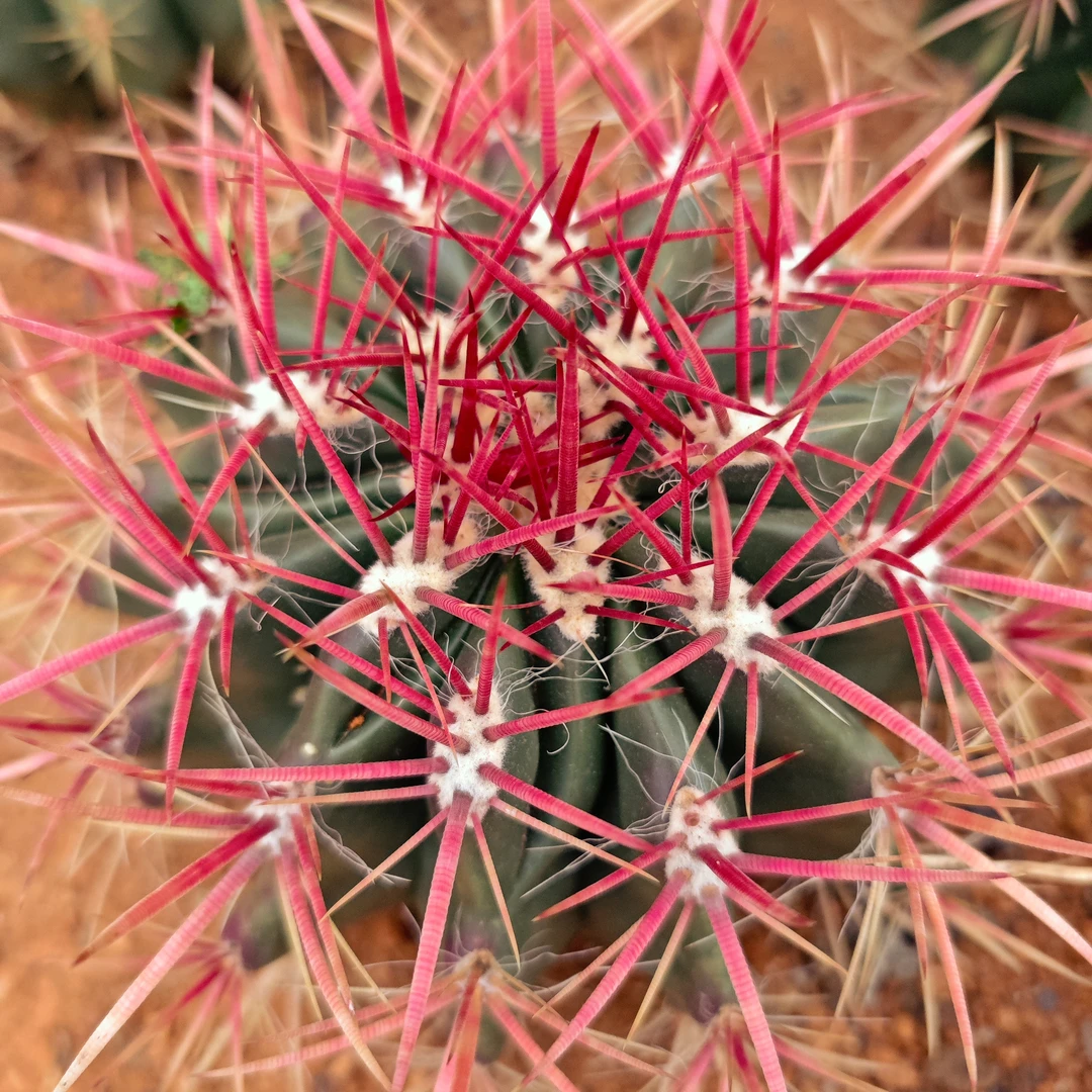 W幺妹红虎仙人球盆栽多肉仙人球保20-22公分左右植物花卉绿植