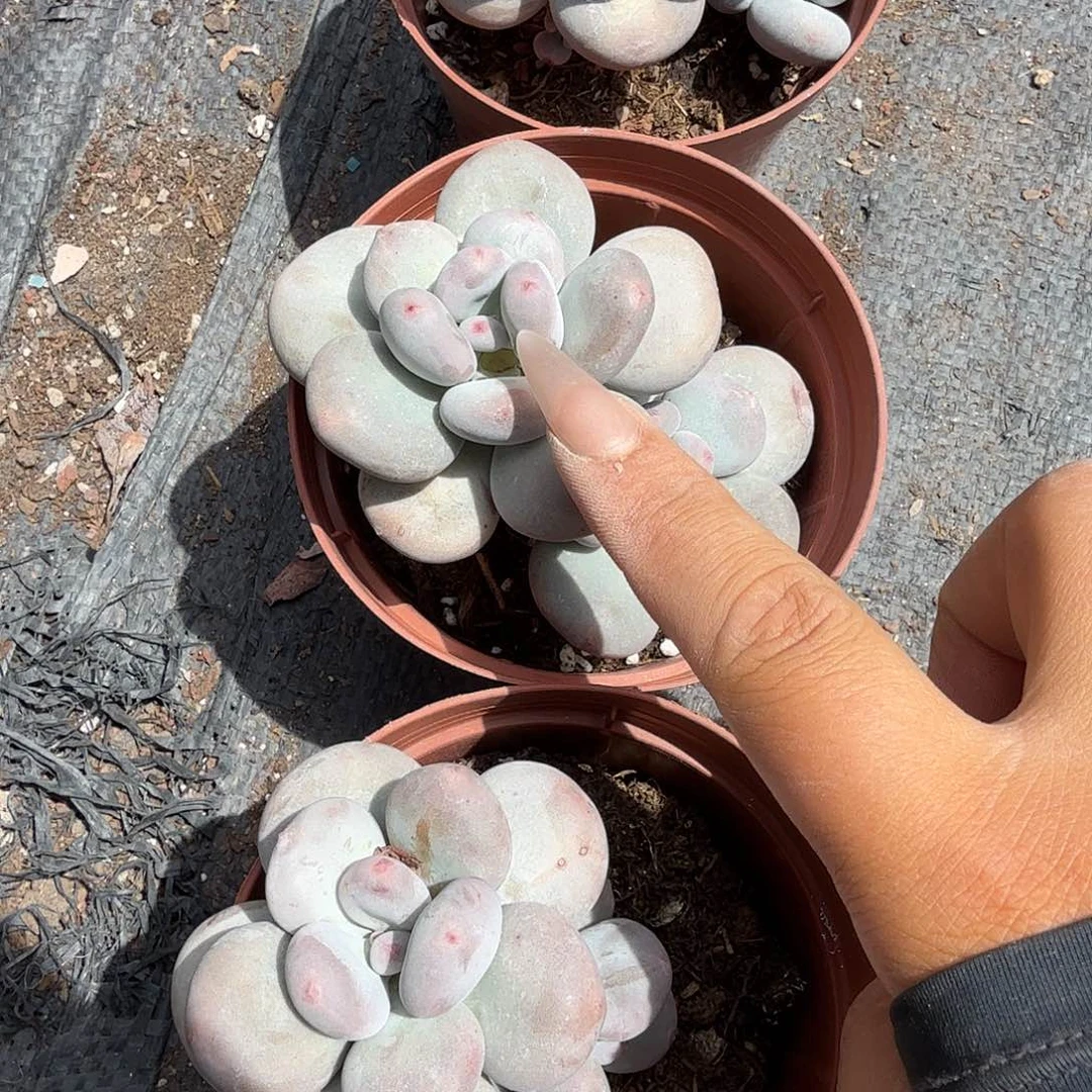 大爷奶酪多肉植物精品