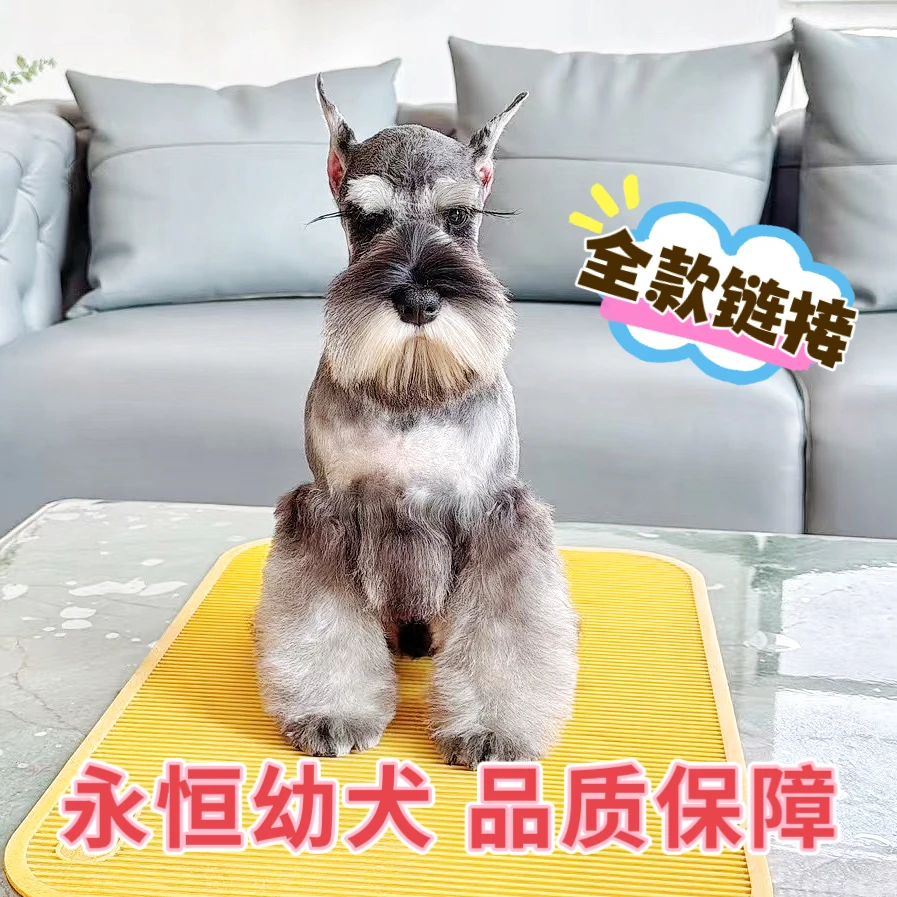 永恒犬舍迷你雪纳瑞犬舍幼犬出售全国运输
