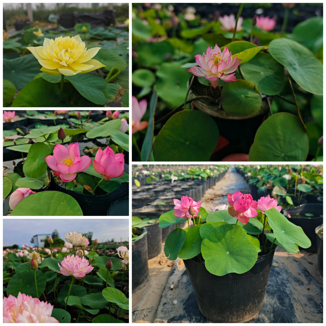 微型 小型 碗莲 种藕 迷你荷花春季栽培庭院阳台楼顶种植水生花卉