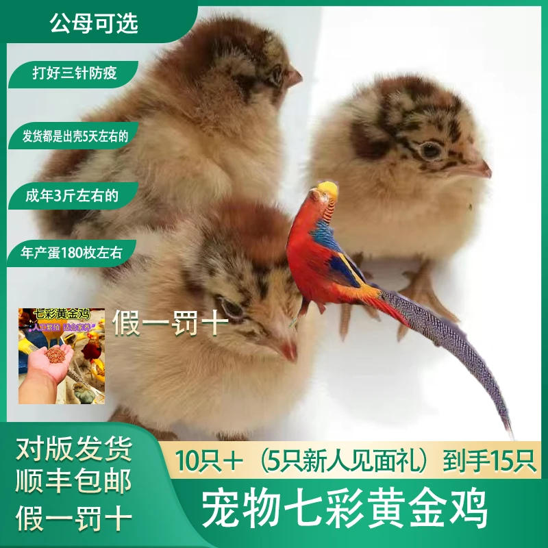 宠物七彩黄金鸡长尾鸡公母可选顺丰包邮