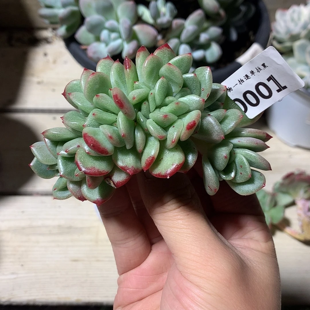 0001芬迪朵朵缀一颗10厘米