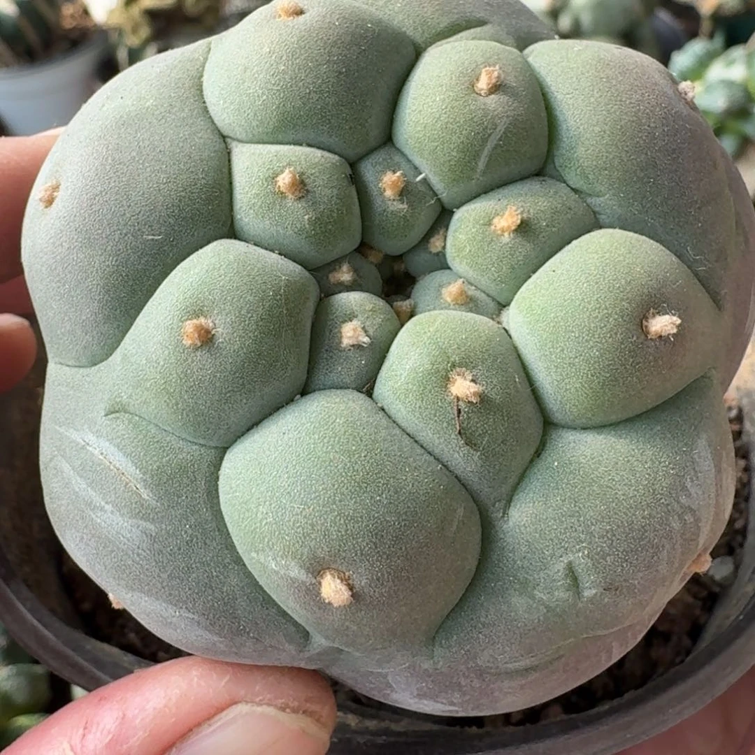 【闪购商品】莲*五瓣大尤鲜232