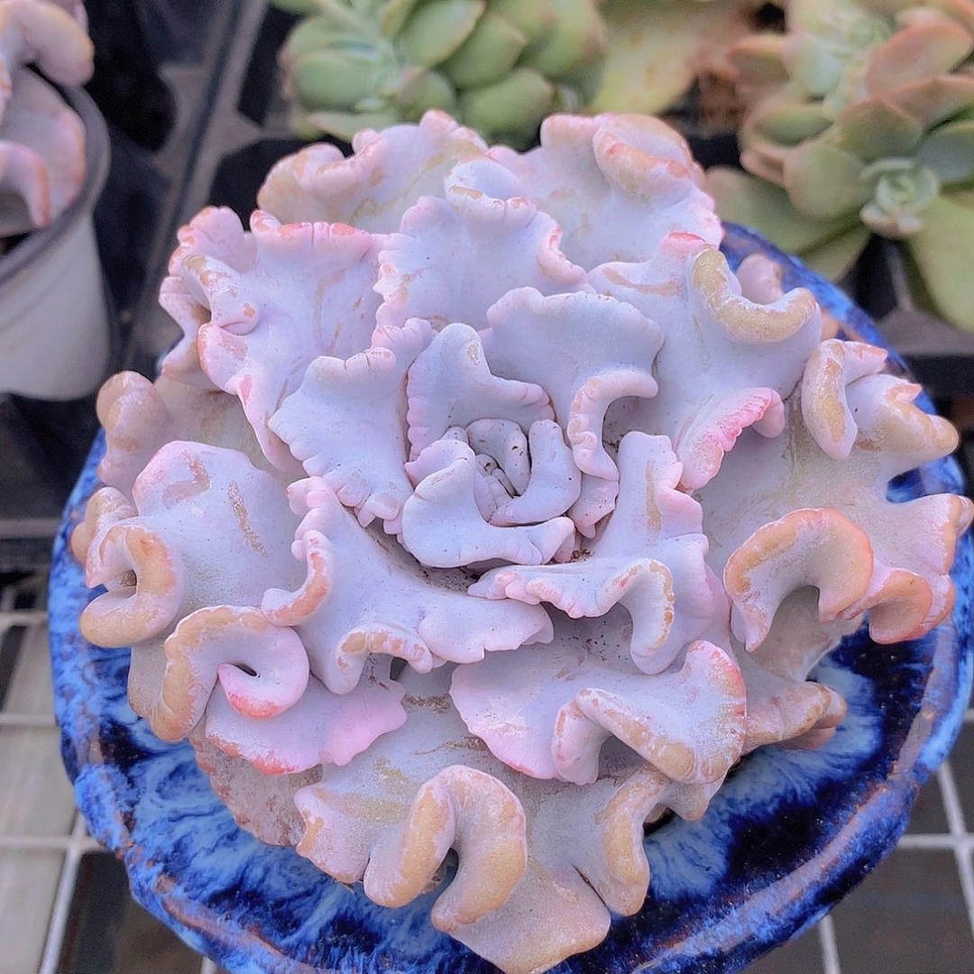 白饺子皮355677889999999