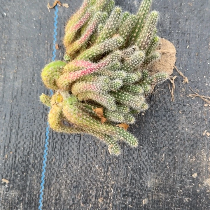 白檀仙人掌群生一群99