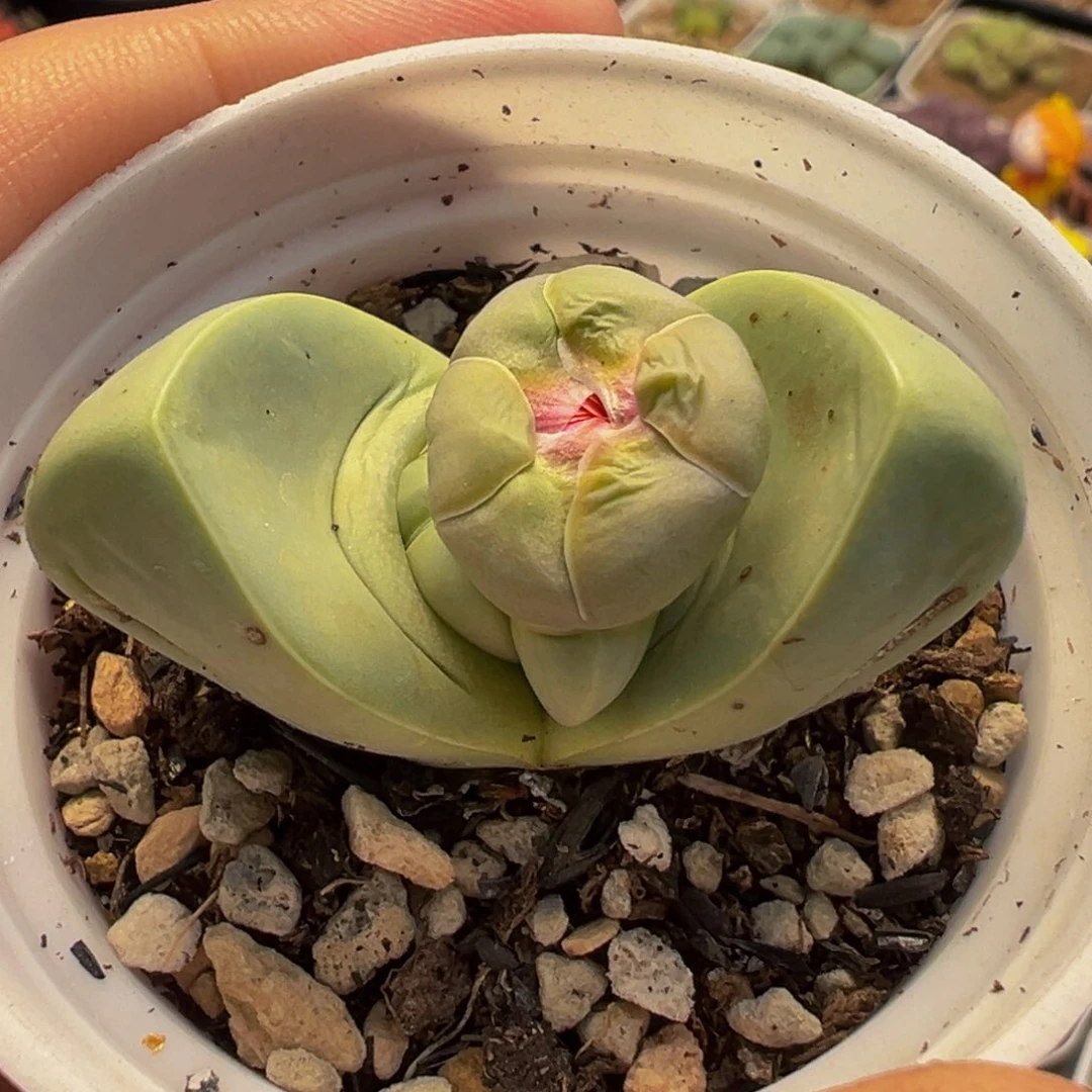 563多肉植物种类多样