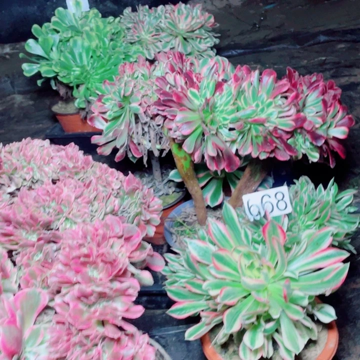 1****园多肉植物组合668