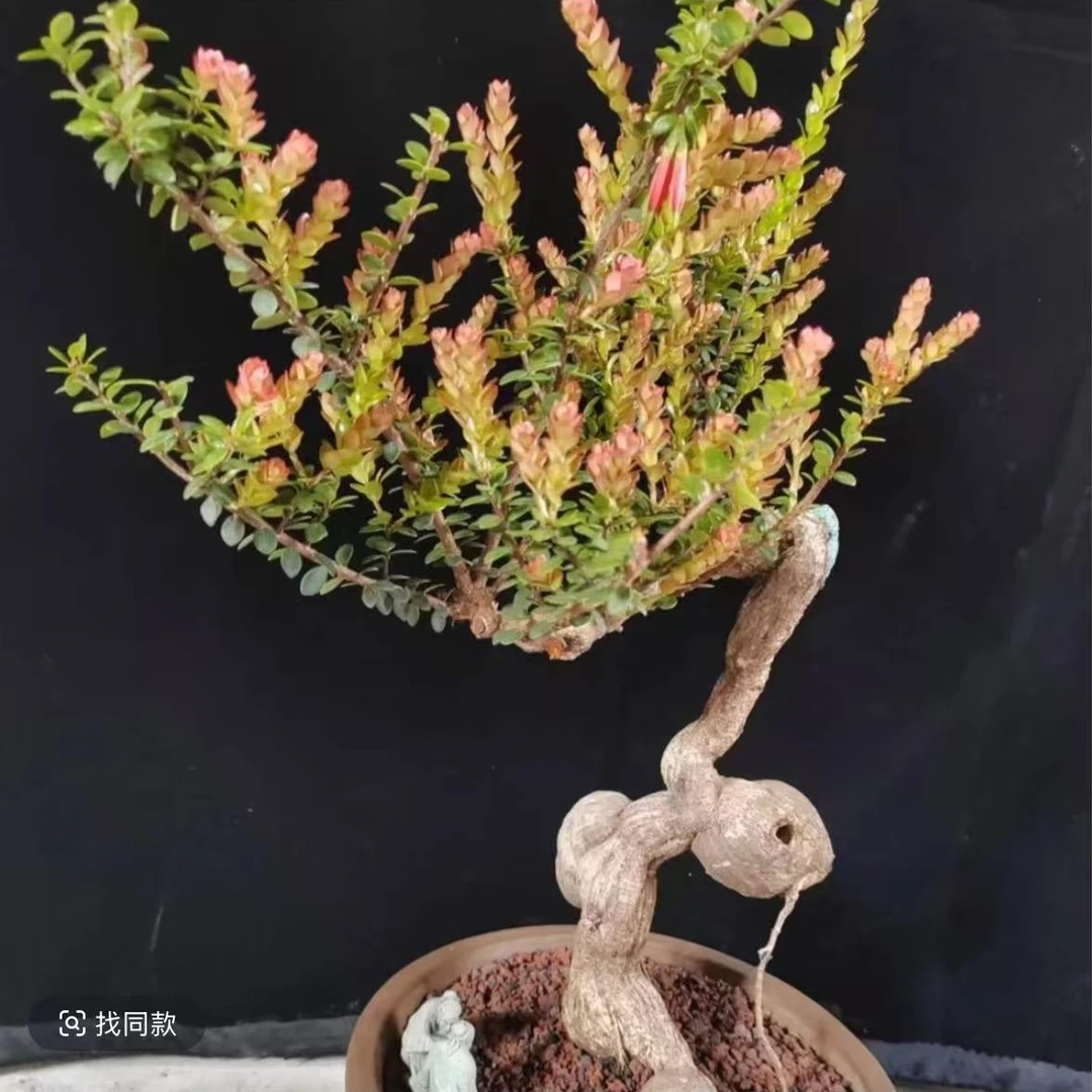 云南网红树罗卜盆景室内绿植四季常青开花结果还能防辐射植物老桩