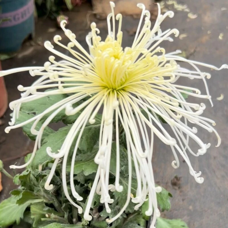 泉乡激流大花菊花小苗