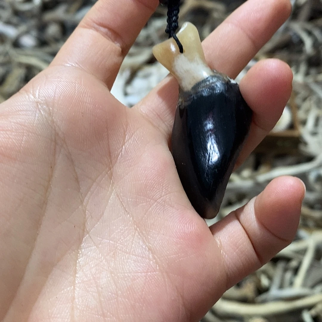 非金属鹿蹄鹿蹄鹿蹄