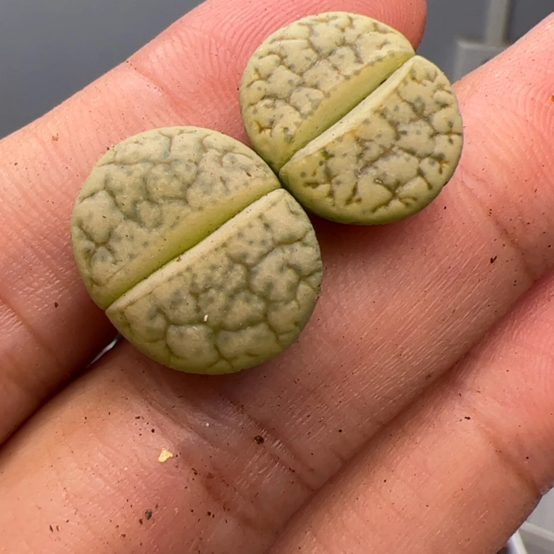 【闪购商品】0000000021绿荒