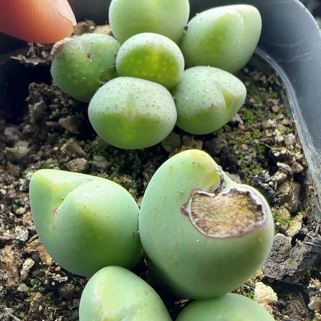 b****u脱土发货28包邮25845