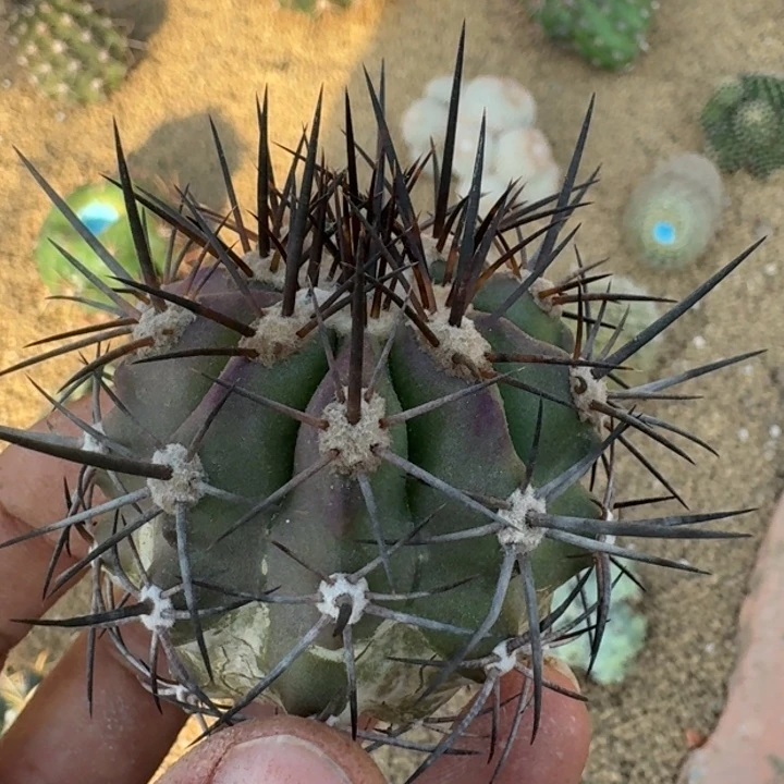 黑龙爪无根6666666