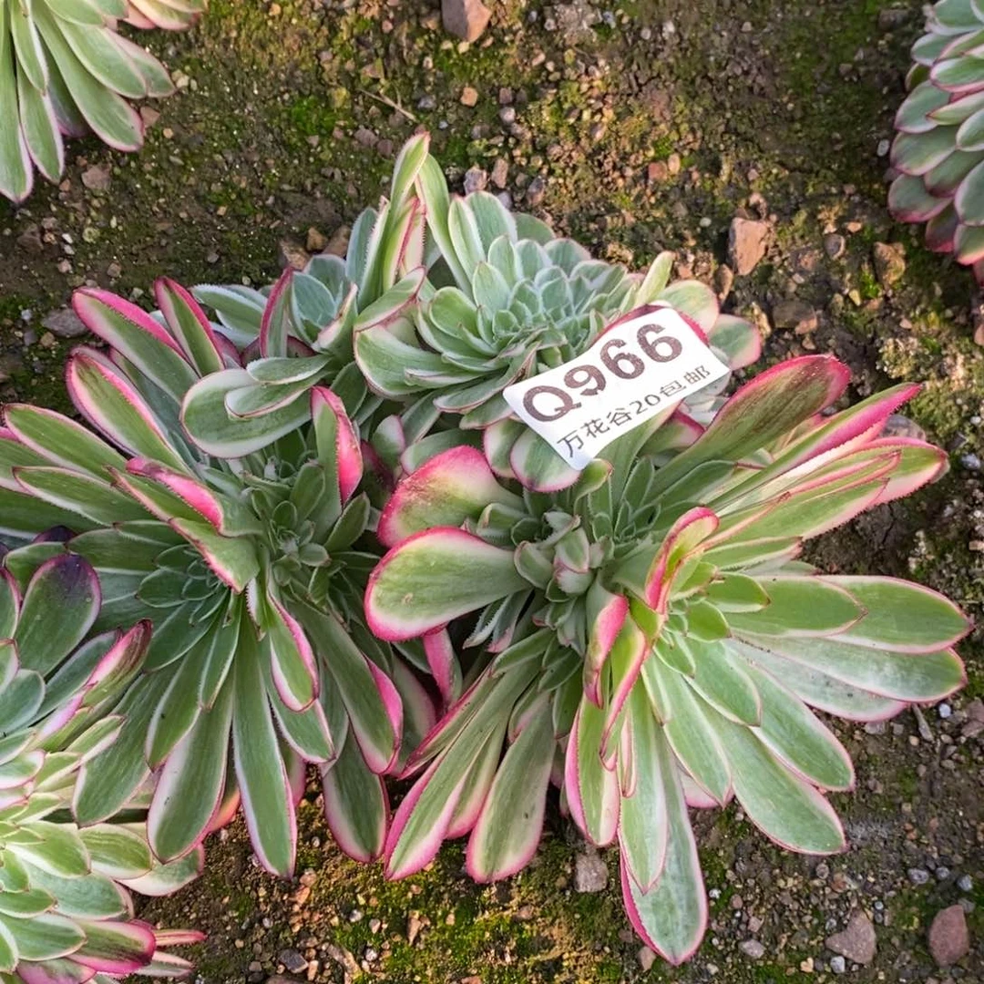 966倾城缀多肉植物