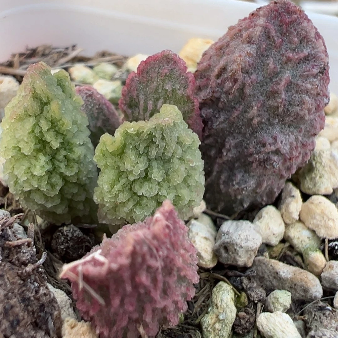 实生新品大苗多肉植物水泡