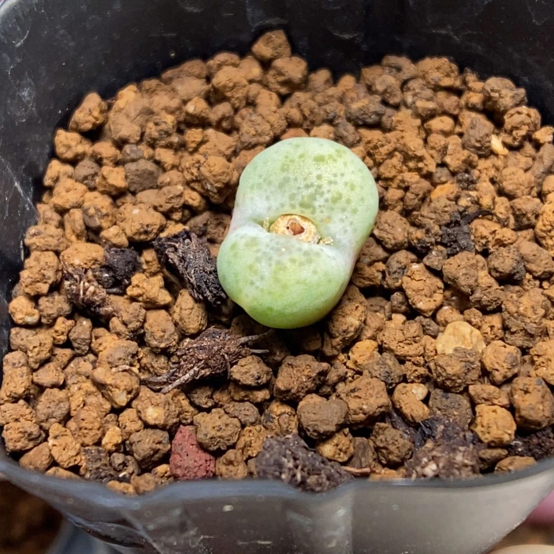 多肉植物肉锥杂交K-989