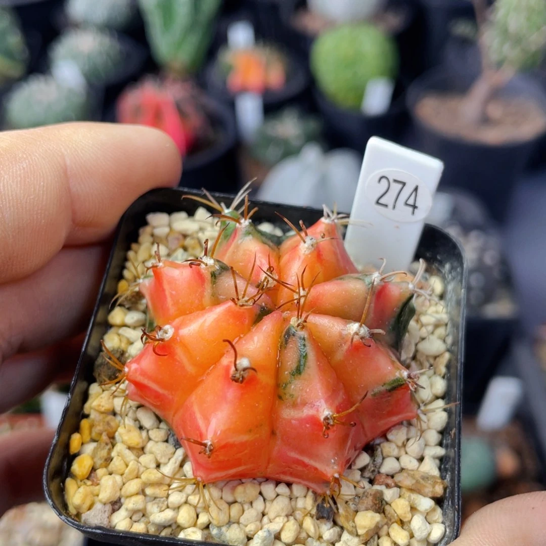 仙人球满28包邮盆口径5公分米哈锦