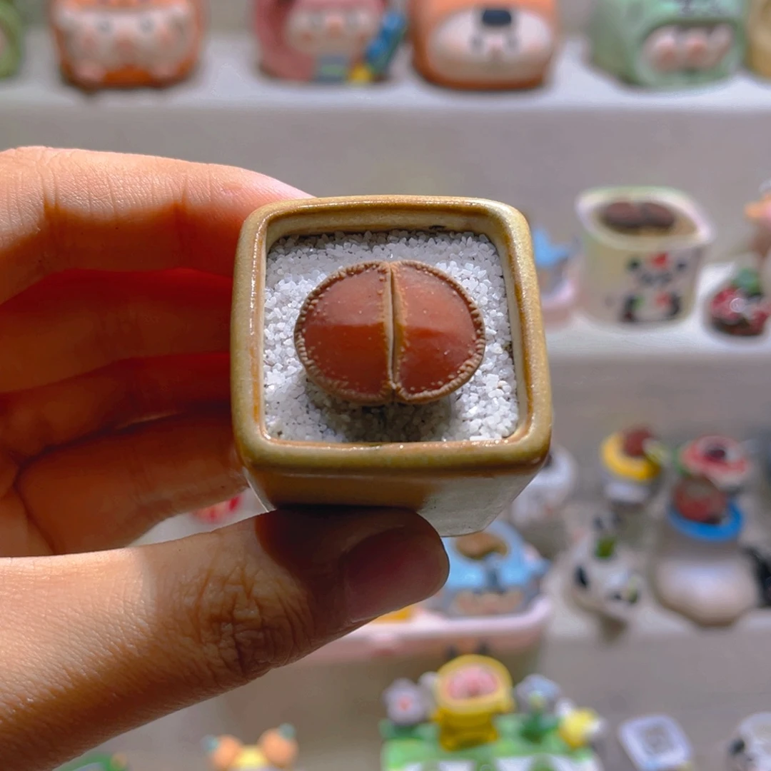 045高端多肉带盆土一套12