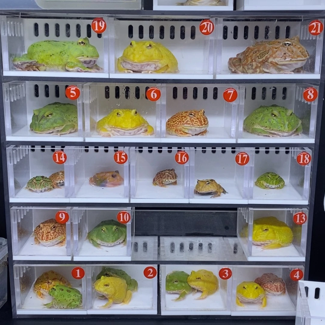 角蛙两只蛙蛙蛋黄南瓜