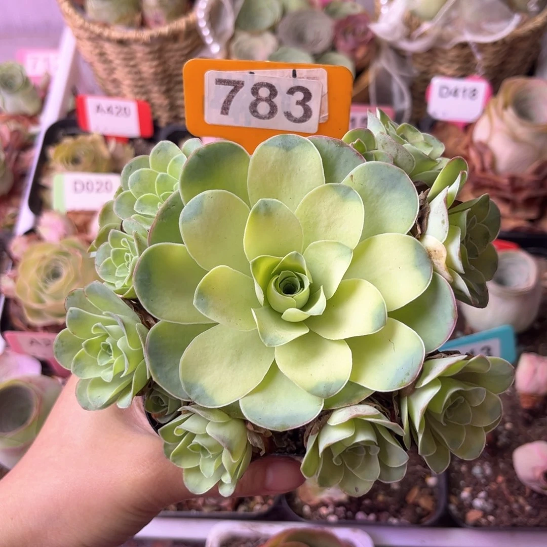 生长期月影寒玫瑰783