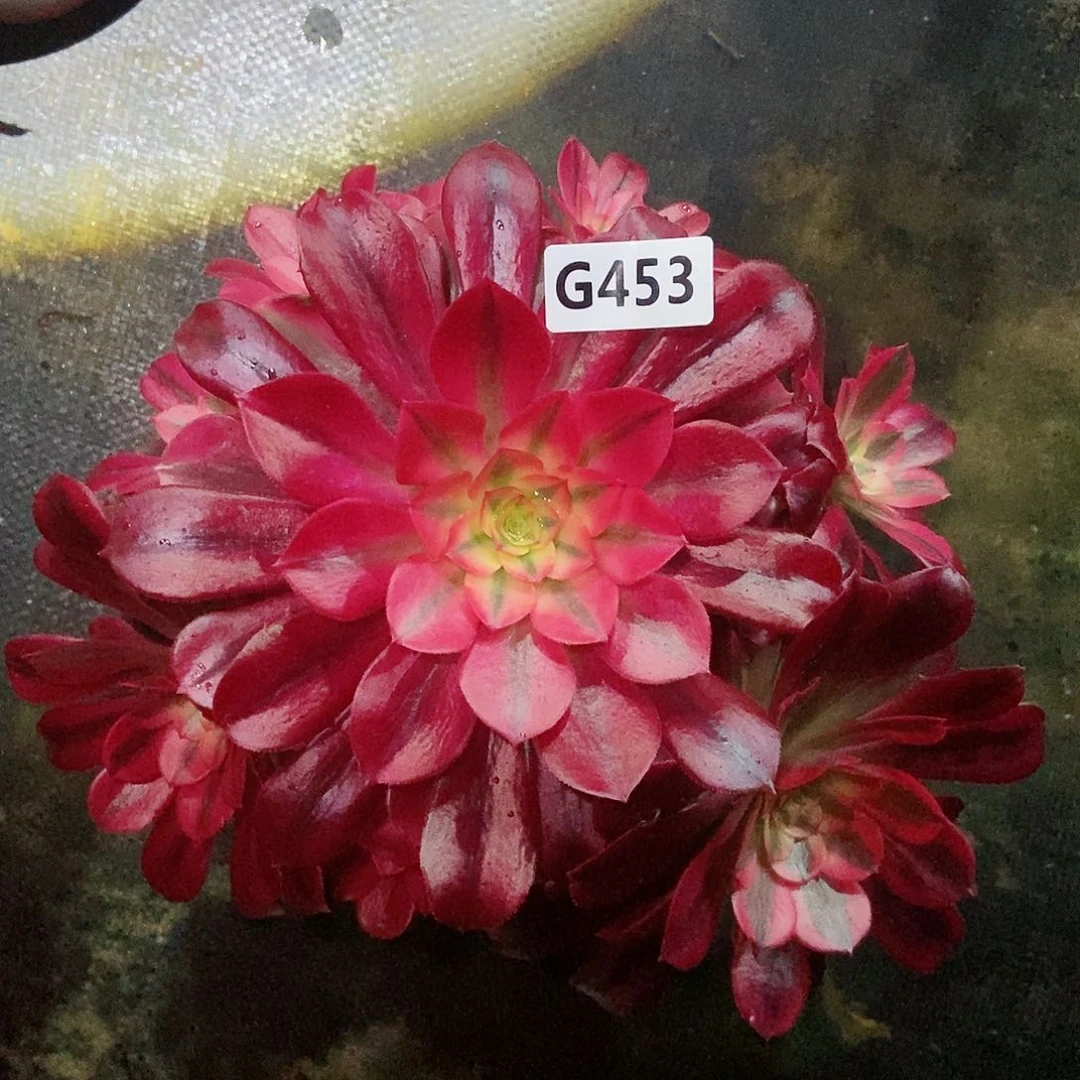 红陶453美杜莎3多肉