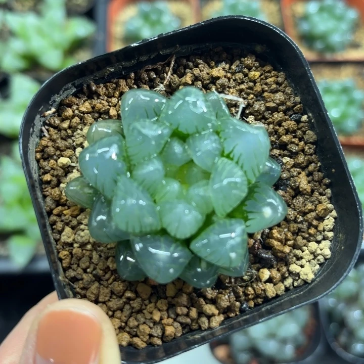 翠冰玉露多肉植物