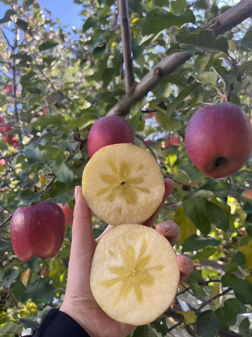 正宗云南昭通冰糖心丑苹果、不催熟不打蜡自然成熟5/9斤日常