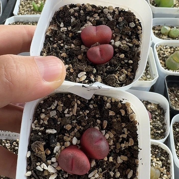 老马生石花双头吕红1604