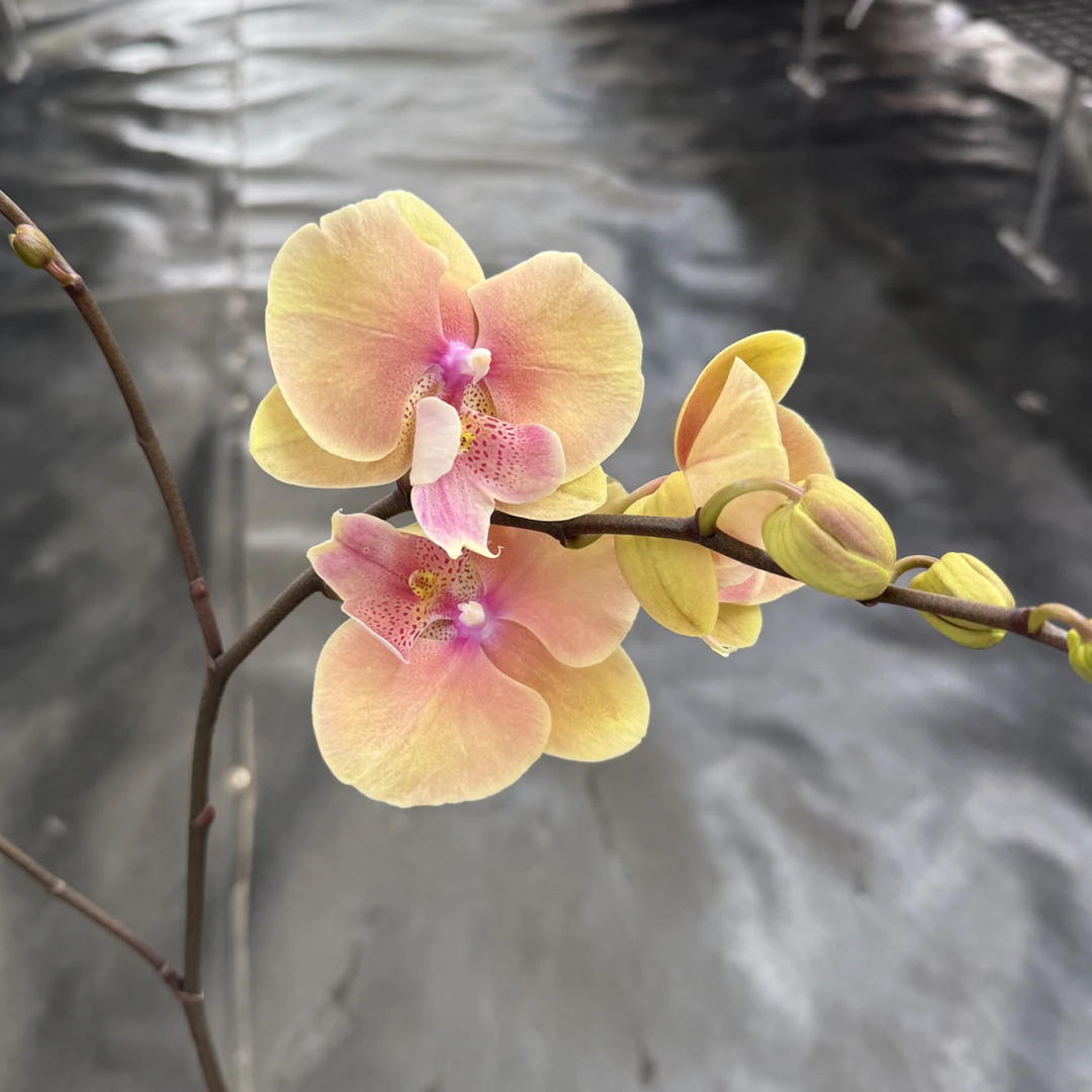 鲜花《蜜桃》蝴蝶兰云南源头产地直发