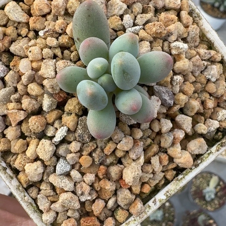 弗拉布 单头  一物一拍