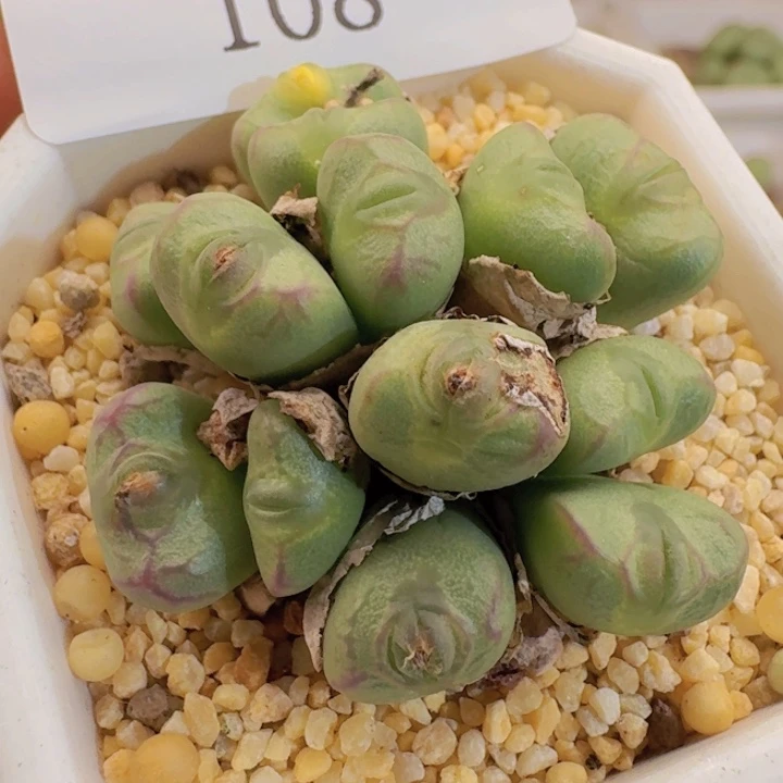 108 送奶x少将。