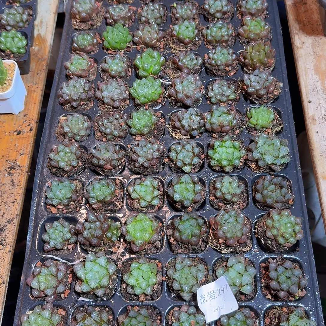 直播福利一物一拍297