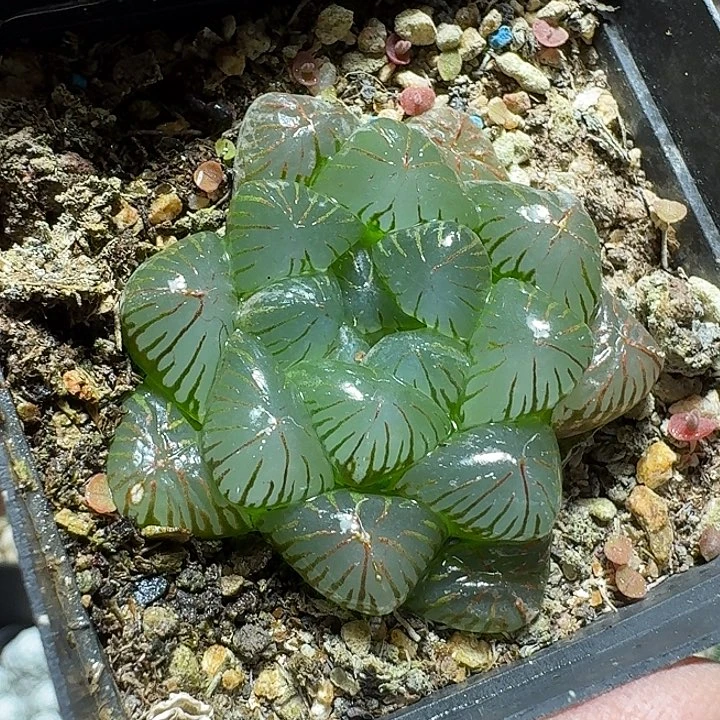 755玉露脱土发货实生