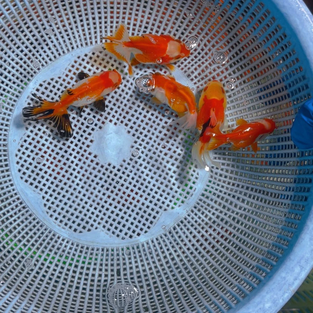 海水鱼花泰狮金鱼25