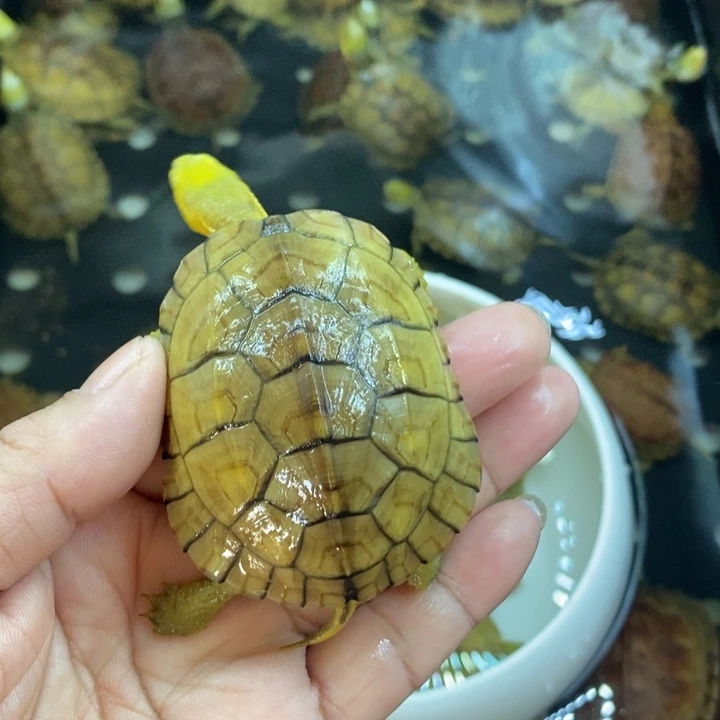 M***嘻绿毛龟母123456678