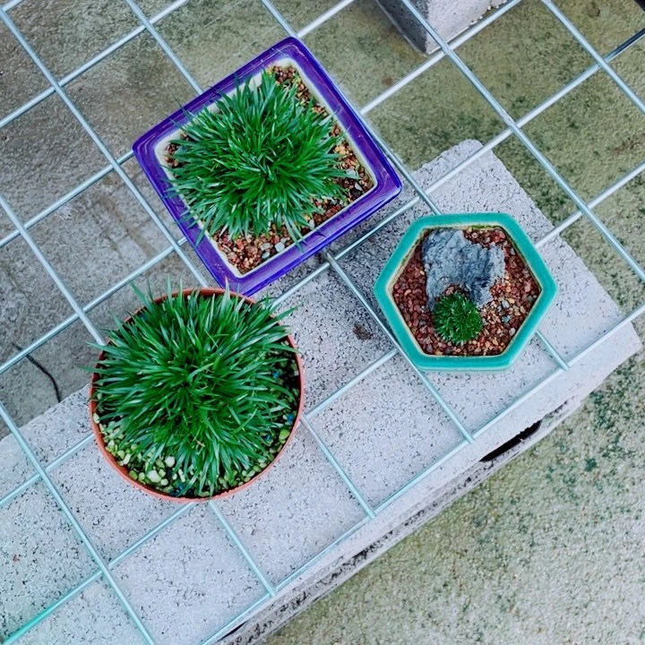 无花朵合****）三盆菖蒲999899999