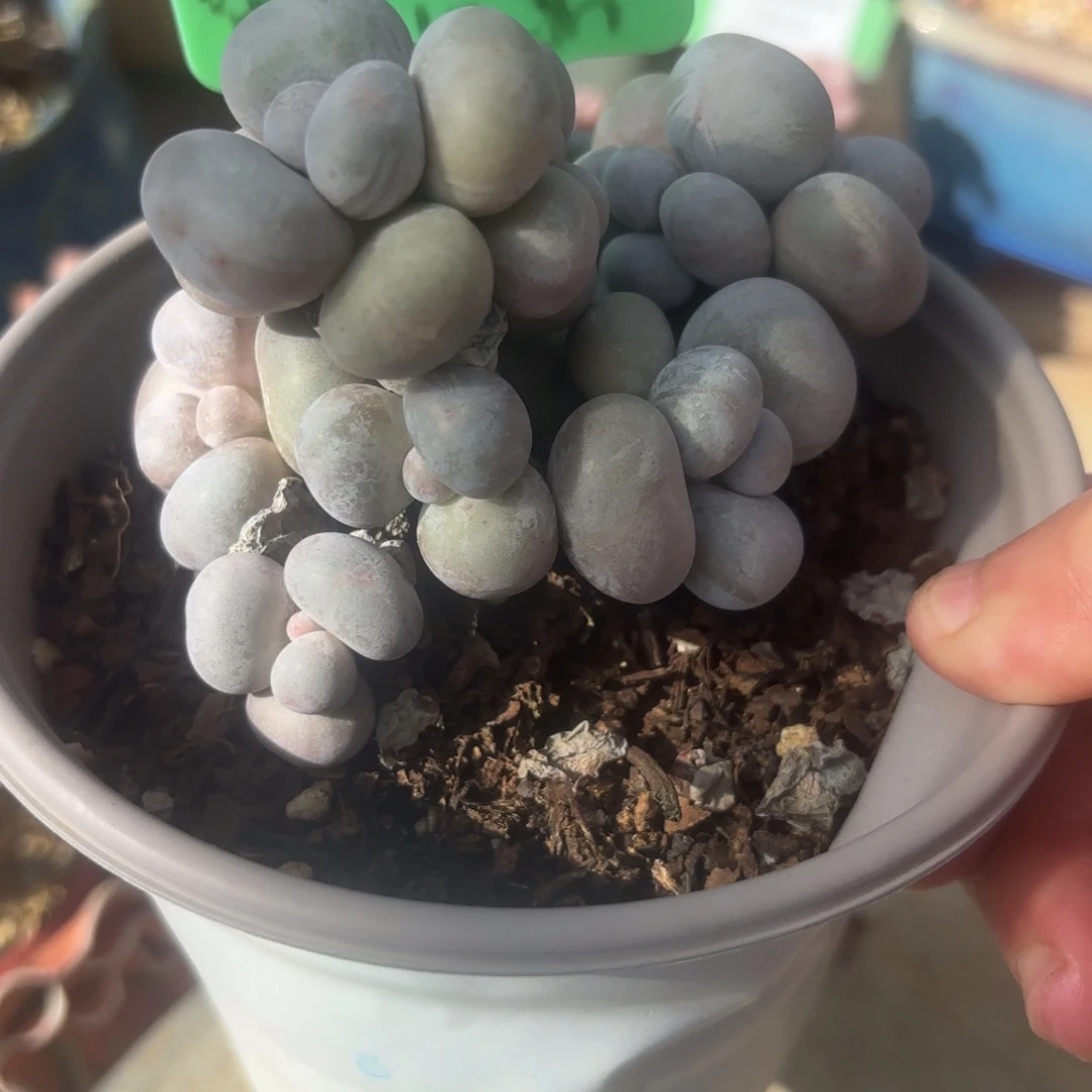 胭脂精品多肉烟美人10037