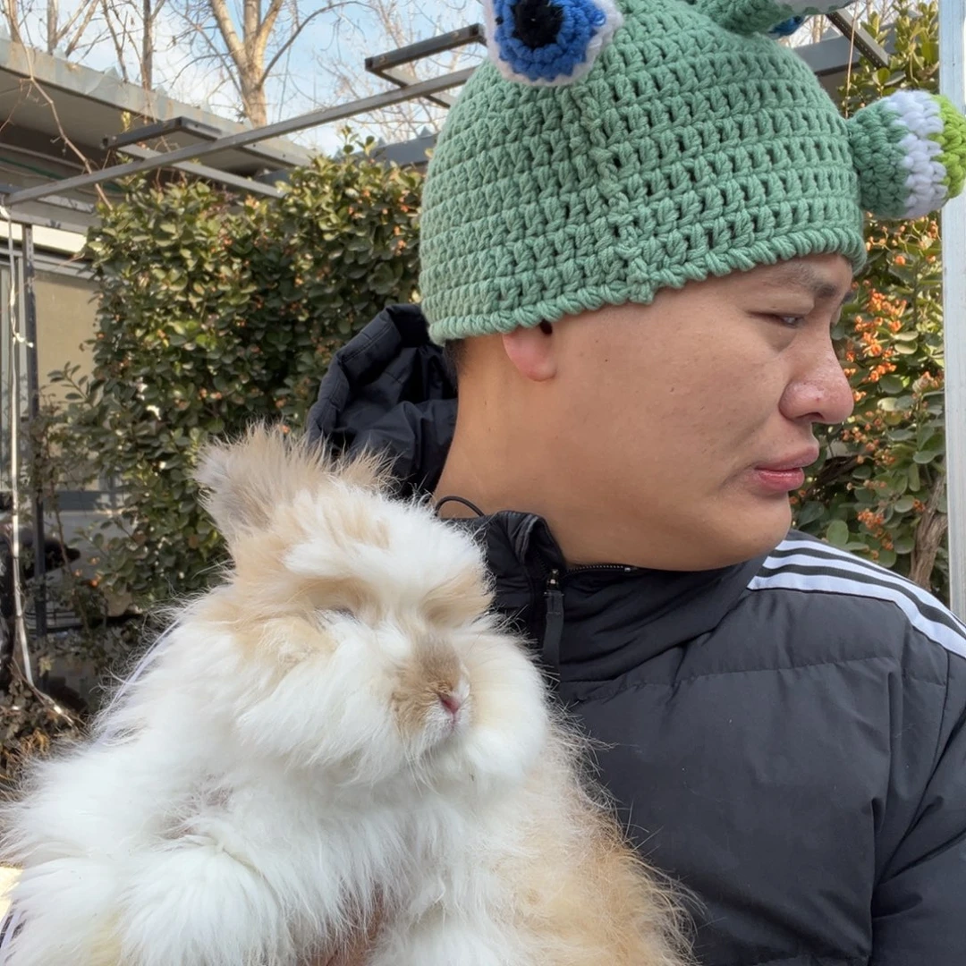 双血统英系安哥拉兔