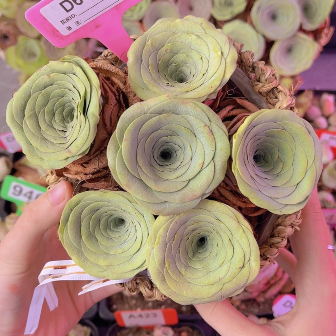 花篮一物一拍683号