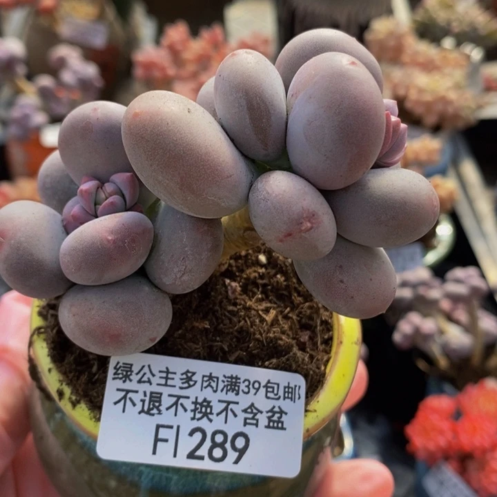 大叶奶老桩289多肉植物