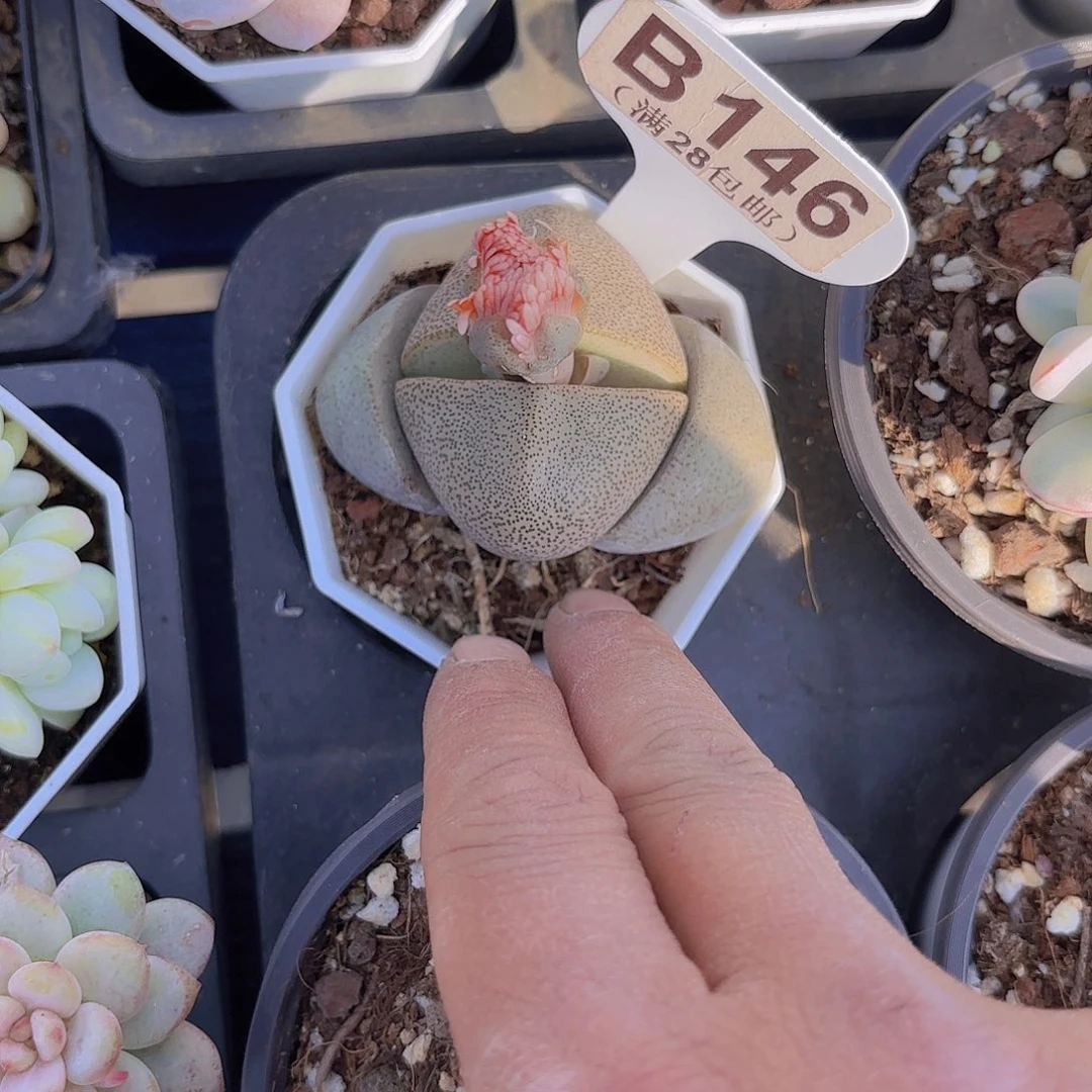 B146胖元宝一物一拍