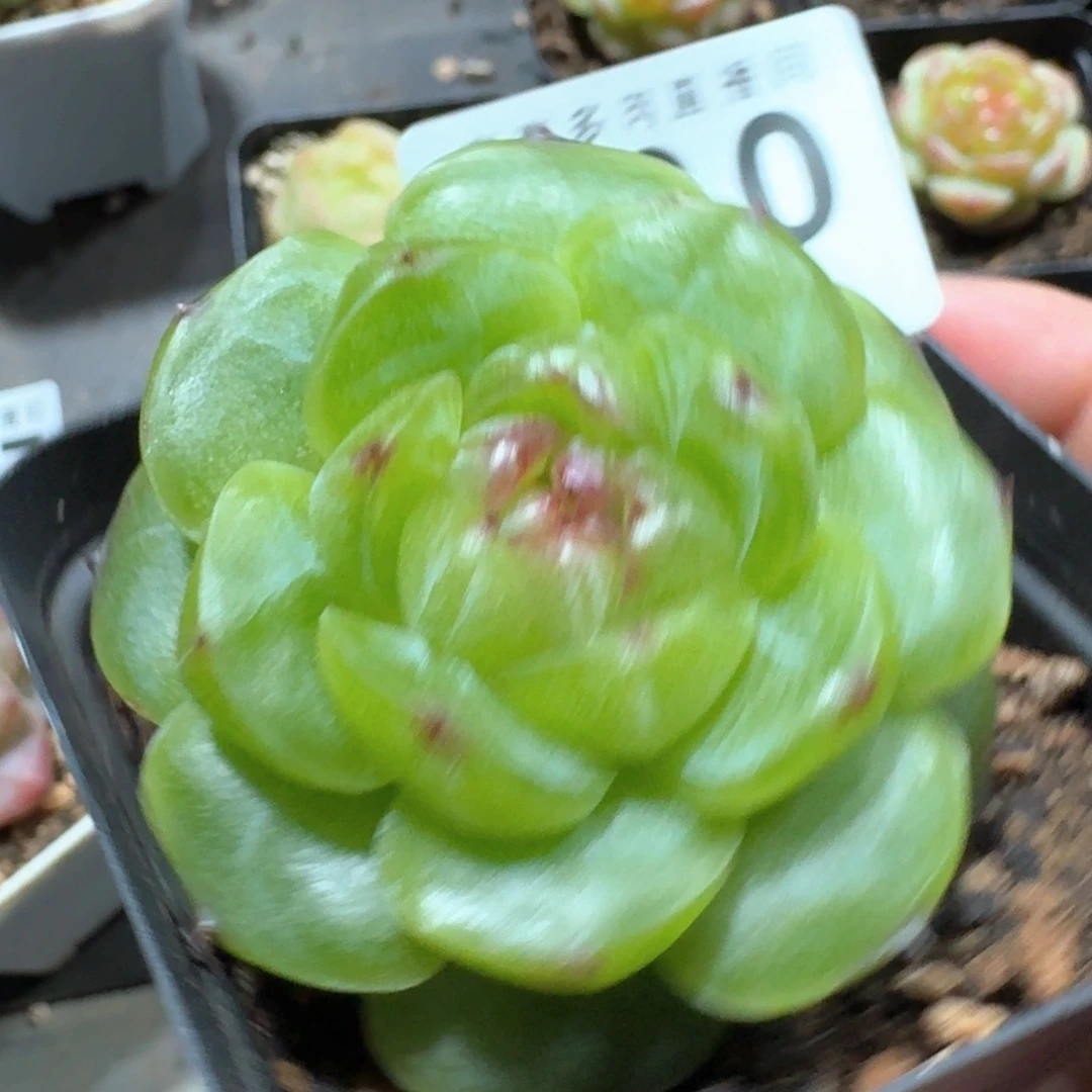 上新珍妮                  精美多肉植物