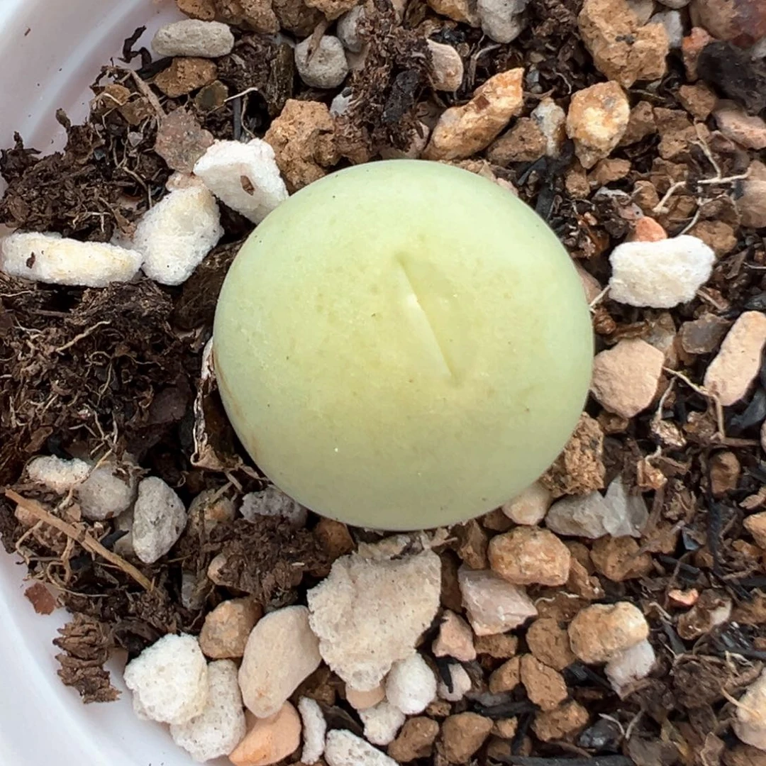 321多肉植物百科