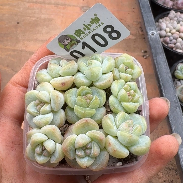 当前无花朵，栽培后可花朵多肉植物多肉植物