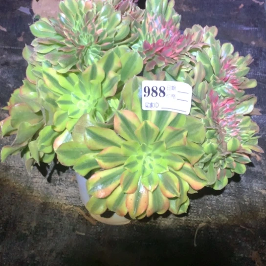 普****厂多肉植物红秀缀988