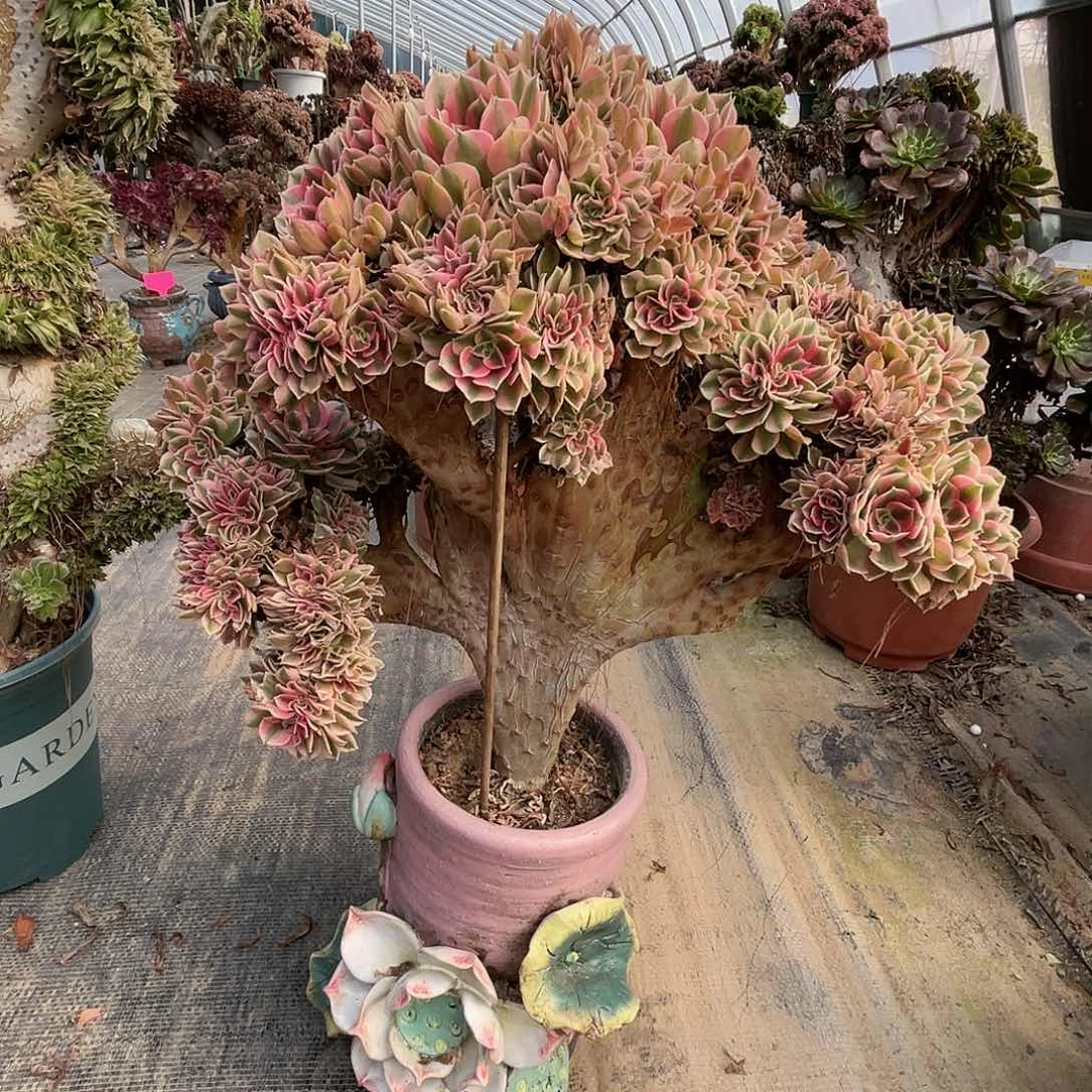 【闪购商品】无花朵粉女巫