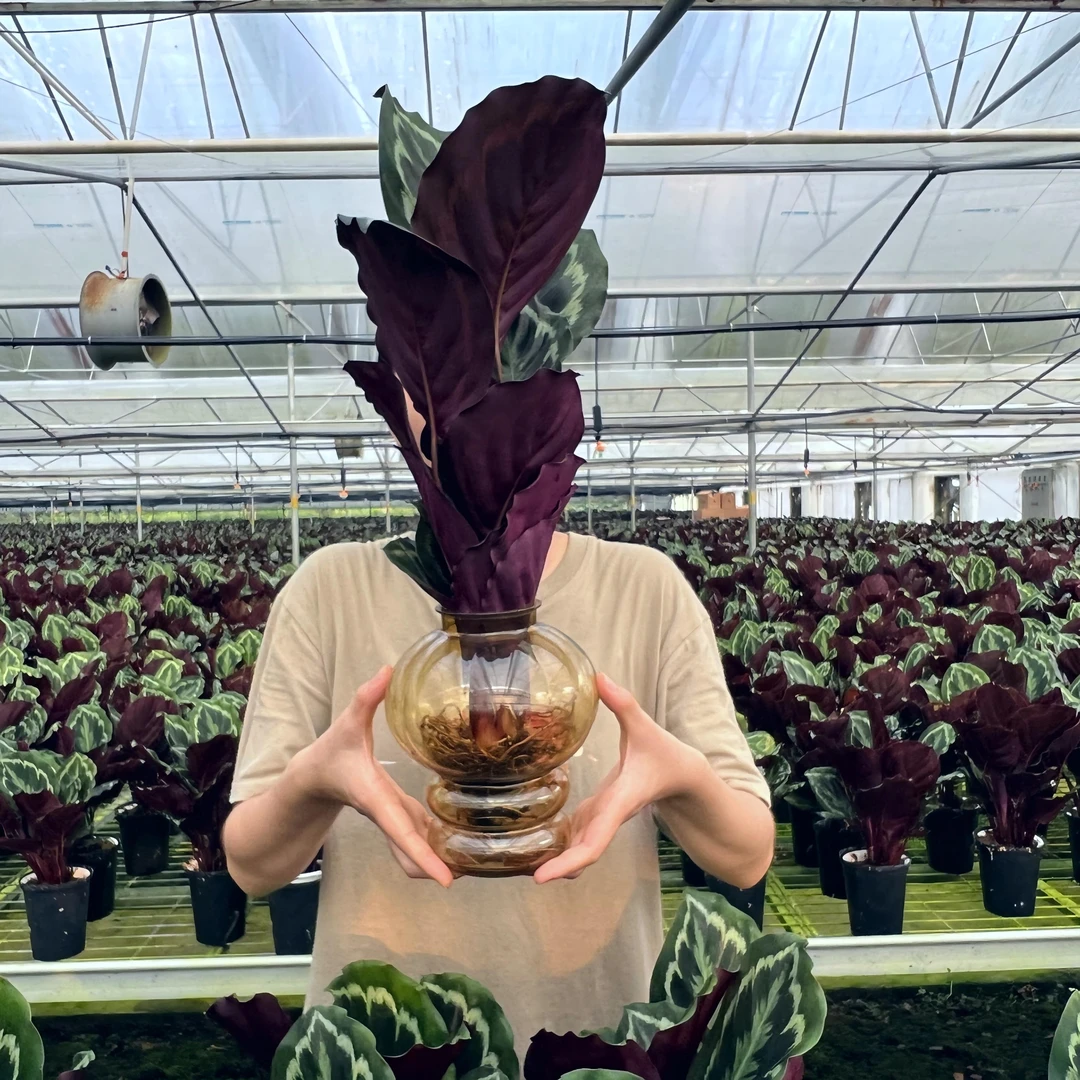 【彩虹竹芋】四季常青盆栽花卉绿植室内观叶植物