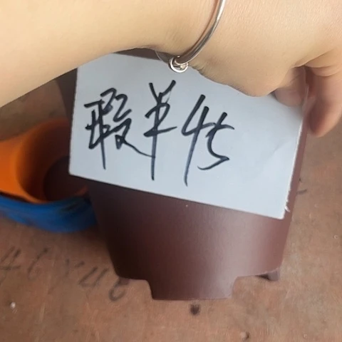 紫砂2856855568455588