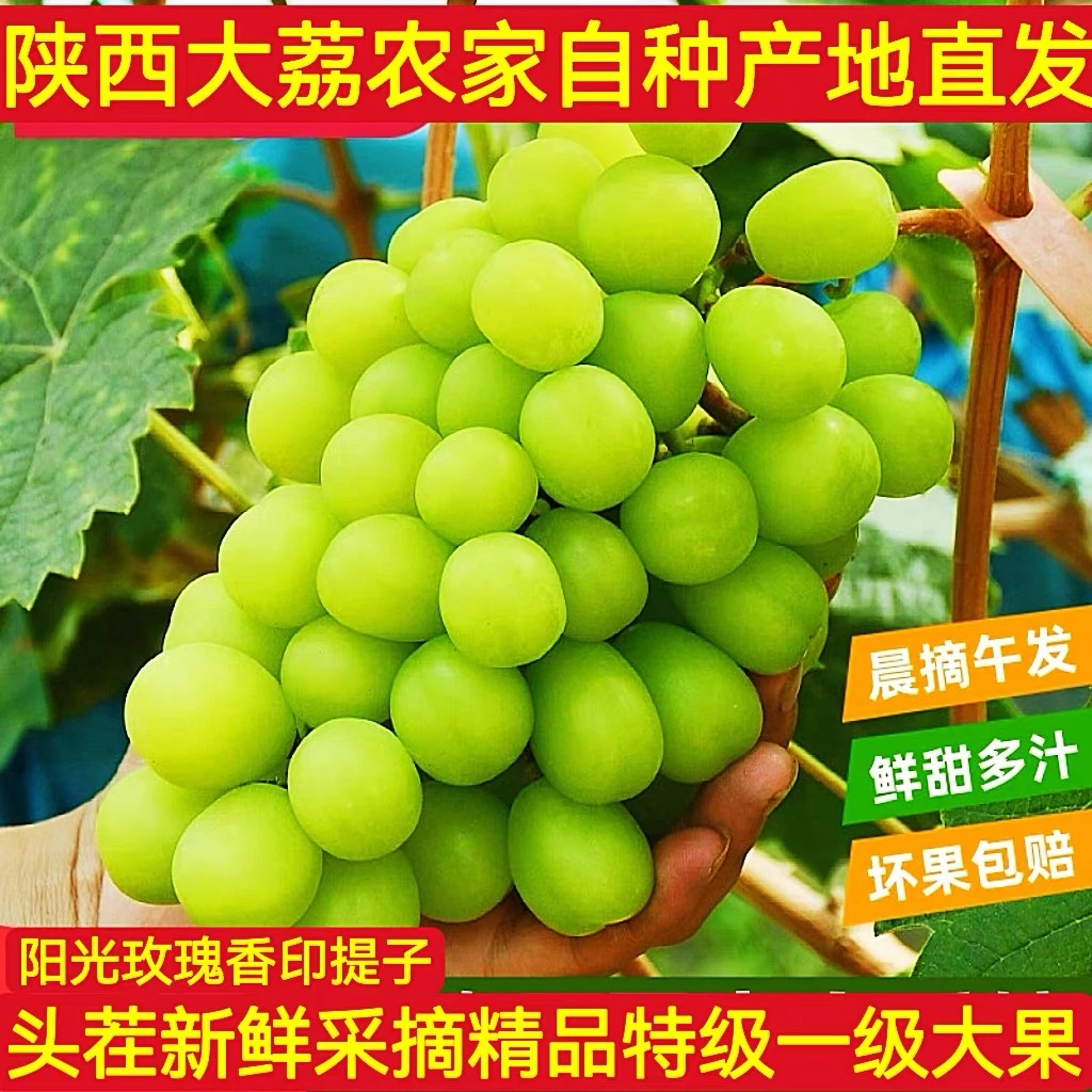 【顺丰包邮】陕西大荔正宗阳光玫瑰葡萄包邮新鲜无籽肉厚甜汁