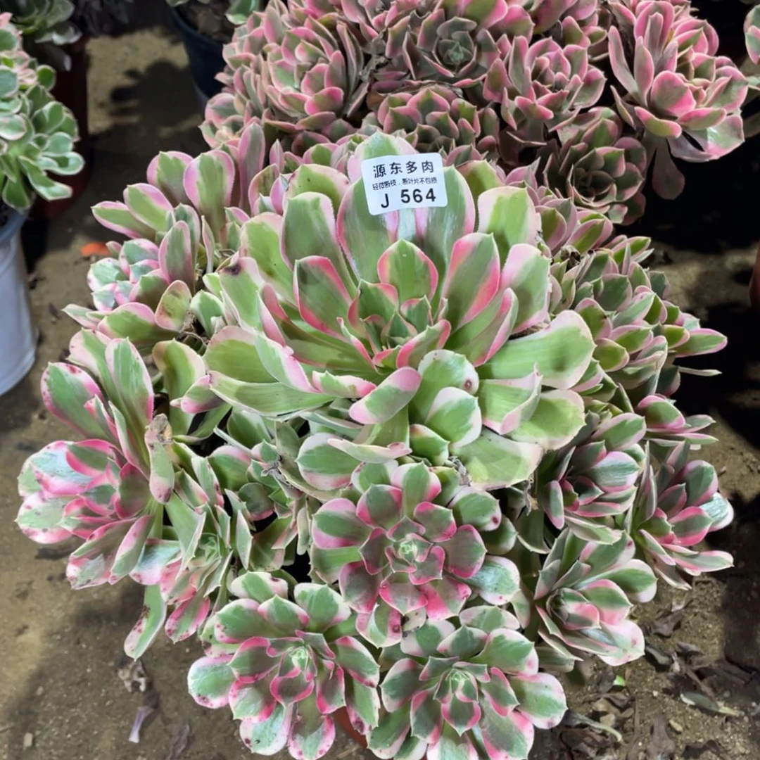 564妖月多肉法师断枝不包